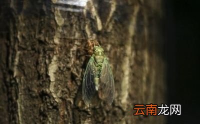 “为什么知了猴在树上产卵却从土里爬出来呢”