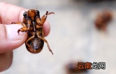 “为什么知了猴在树上产卵却从土里爬出来呢”