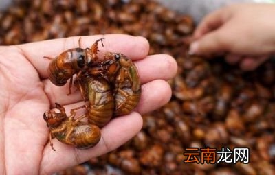 “为什么知了猴在树上产卵却从土里爬出来呢”