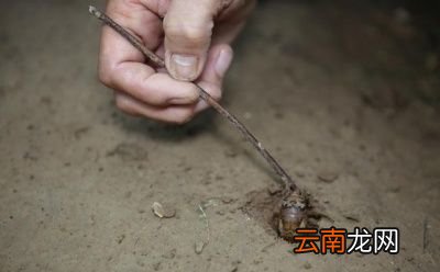 “为什么知了猴在树上产卵却从土里爬出来呢”