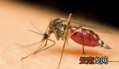 雌性蚊子为什么需要吸血吸不到会怎么样