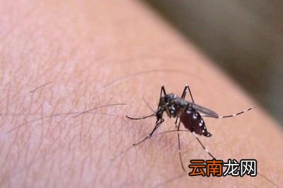 雌性蚊子为什么需要吸血吸不到会怎么样