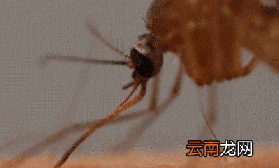 雌性蚊子为什么需要吸血吸不到会怎么样