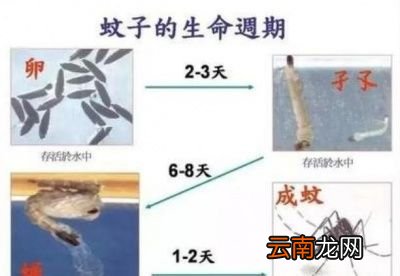 雌性蚊子为什么需要吸血吸不到会怎么样