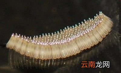 雌性蚊子为什么需要吸血吸不到会怎么样