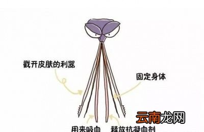 雌性蚊子为什么需要吸血吸不到会怎么样
