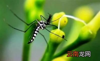 雌性蚊子为什么需要吸血吸不到会怎么样