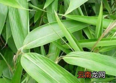 你最爱的粽子是什么味道的