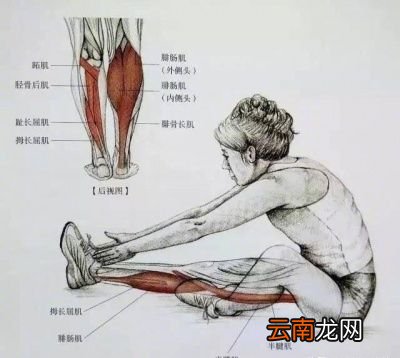 关于拉伸的好处理论上面的说法