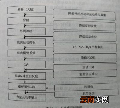 拉伸腿部内侧的好处
