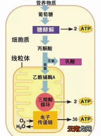 健身前应该怎么吃