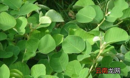 金钱草泡水喝能排石吗