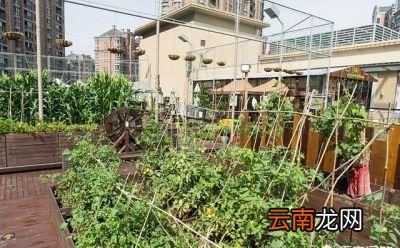 入伏以后种植蔬菜需要注意哪些问题
