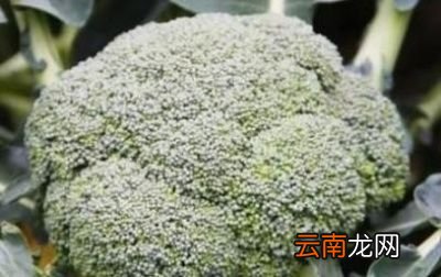 春季种植西蓝花买什么种子好该如何种植