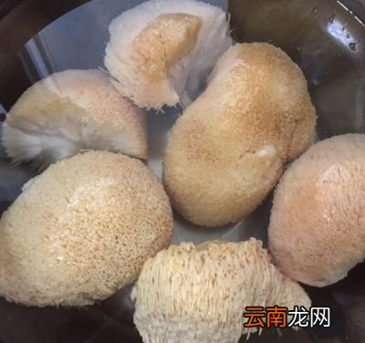 猴头菇怎么泡水