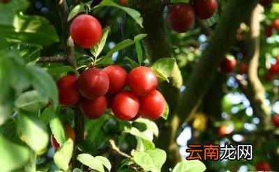 枣子里的虫是什么虫