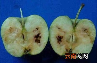 枣子里的虫是什么虫