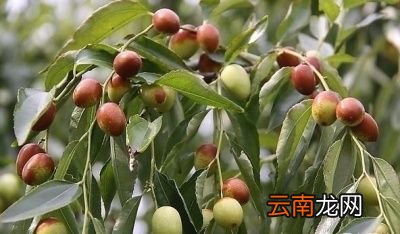 枣子里的虫是什么虫