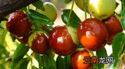 枣子里的虫是什么虫