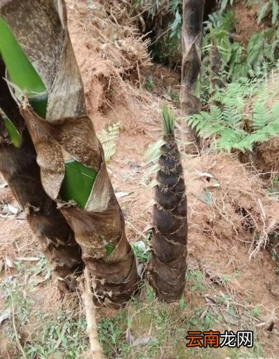 农村竹林内的春笋生虫了挖出来到底能不能吃