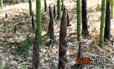 生虫的春笋还可以挖来吃吗