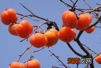 柿子树的施肥方法