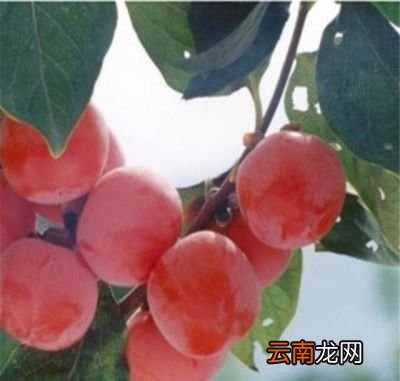 柿子树的施肥方法
