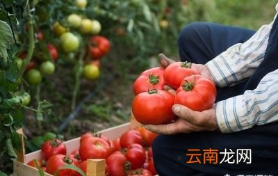 西红柿种植有哪些提高产量的方法
