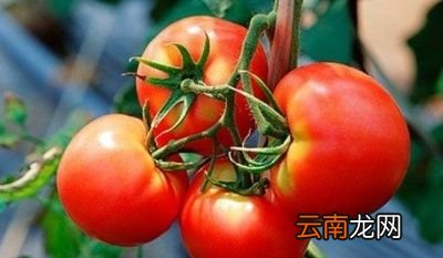 西红柿如何种植