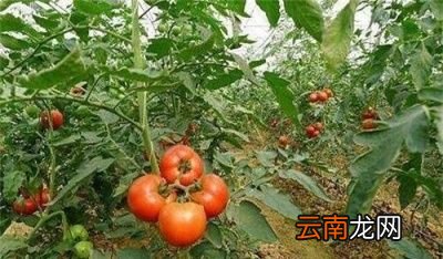 西红柿如何种植管理方法有哪些