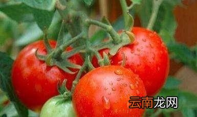 西红柿如何种植管理方法有哪些