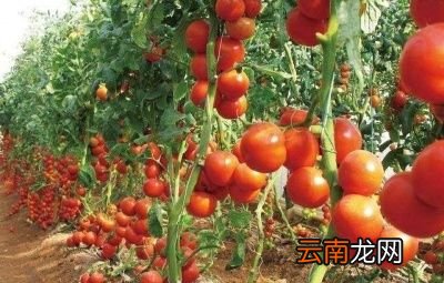 如何提高西红柿的产量