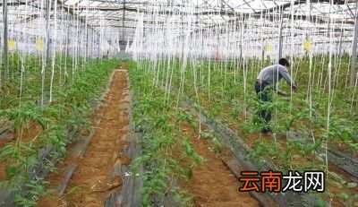 如何提高西红柿的产量