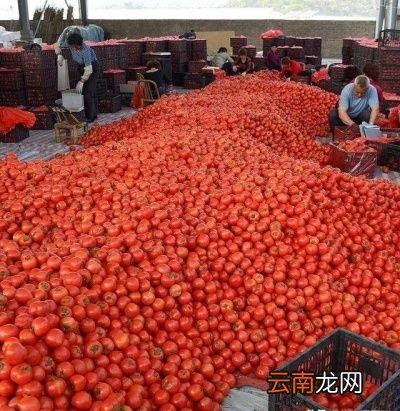 如何提高西红柿的产量