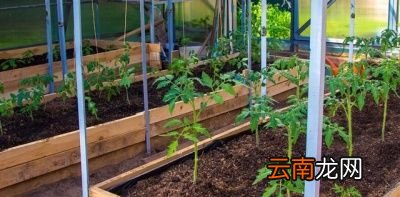 掌握科学合理的种植方法是提高产量的关键