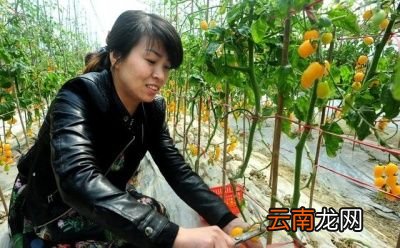 掌握科学合理的种植方法是提高产量的关键