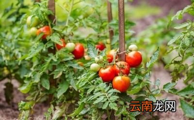掌握科学合理的种植方法是提高产量的关键