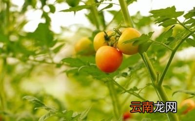 掌握科学合理的种植方法是提高产量的关键