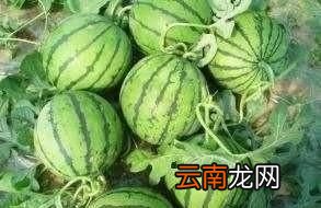 采取哪些贮藏技术可以延长西瓜的保鲜期呢