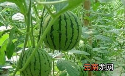 采取哪些贮藏技术可以延长西瓜的保鲜期呢