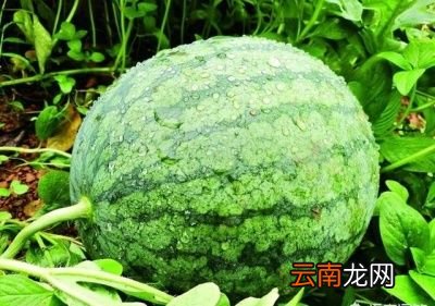 采取哪些贮藏技术可以延长西瓜的保鲜期呢