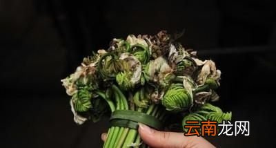 农村里有哪些适合晒干保存的野菜
