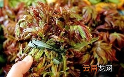 农村里有哪些适合晒干保存的野菜