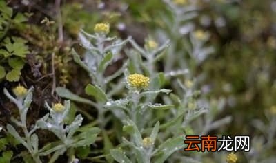 农村里有哪些适合晒干保存的野菜