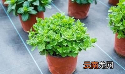 农村里有哪些适合晒干保存的野菜