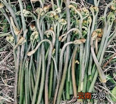 农村里有哪些适合晒干保存的野菜