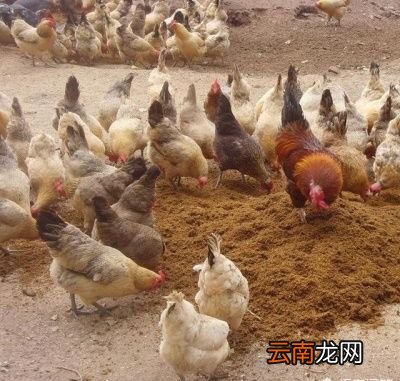 问题你觉得土鸡蛋和洋鸡蛋吃起来口感有区别吗