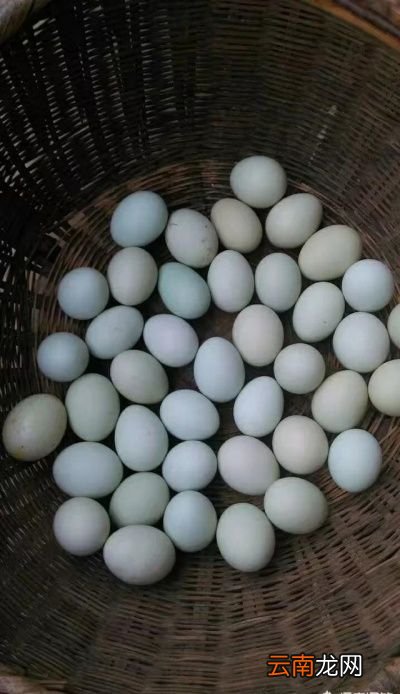 问题你觉得土鸡蛋和洋鸡蛋吃起来口感有区别吗