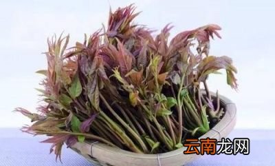 香椿吃之前必须要焯下水为什么