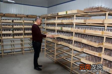 蝎子养殖市场前景如何 蝎子药材市场需求大不大？